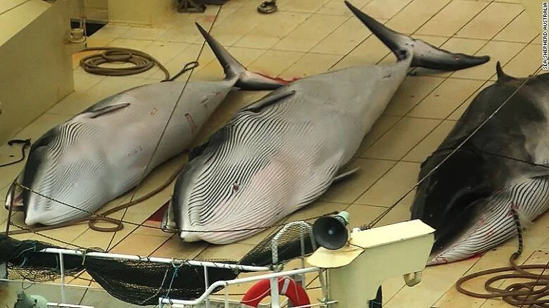 Tres ballenas minke muertas yacen sobre la cubierta de un barco ballenero, con rastros de sangre visibles.