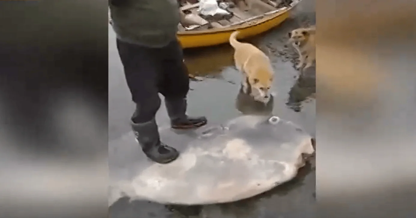 Un pescador con botas de goma y dos perros observan una gran raya varada en la orilla junto a una barca amarilla.