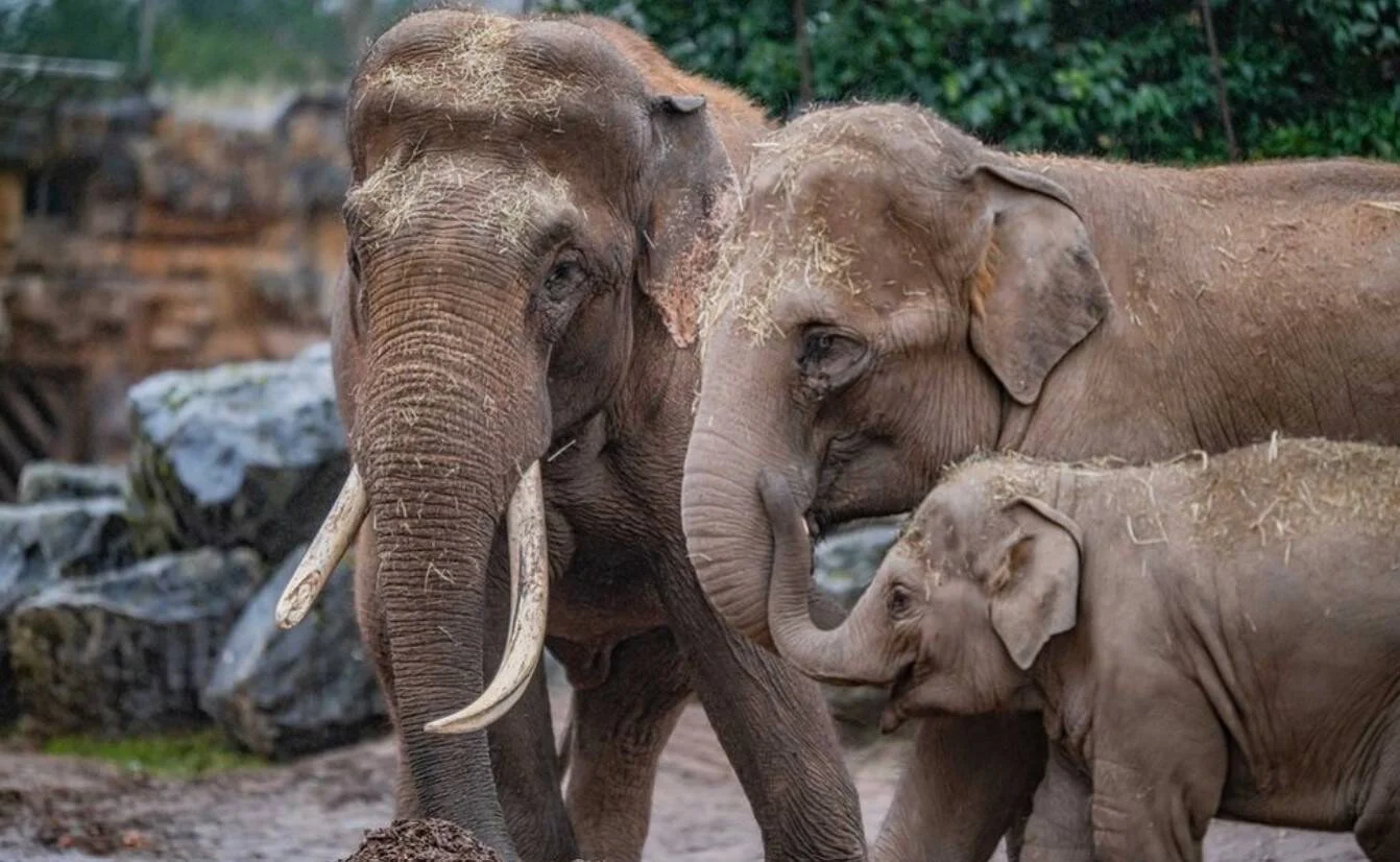 Elefante adulto con colmillos, un ejemplar joven y una cría pequeña juntos en un recinto de zoológico.