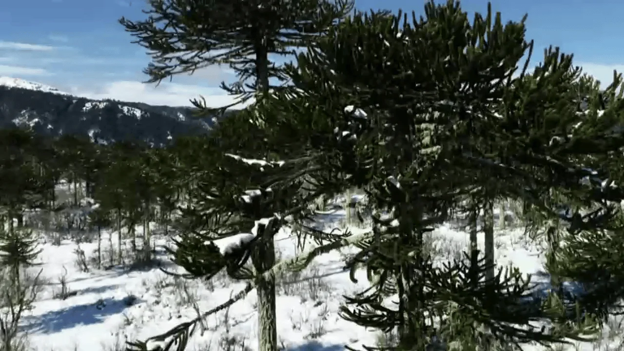 Araucarias en un paisaje invernal cubierto de nieve, con montañas nevadas bajo cielo azul al fondo.