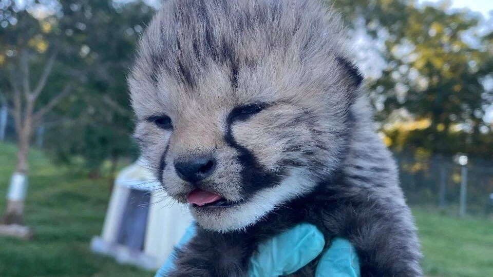 Pequeño cachorro de guepardo con la lengua asomada, sostenido por manos con guantes turquesa en un entorno de zoológico.