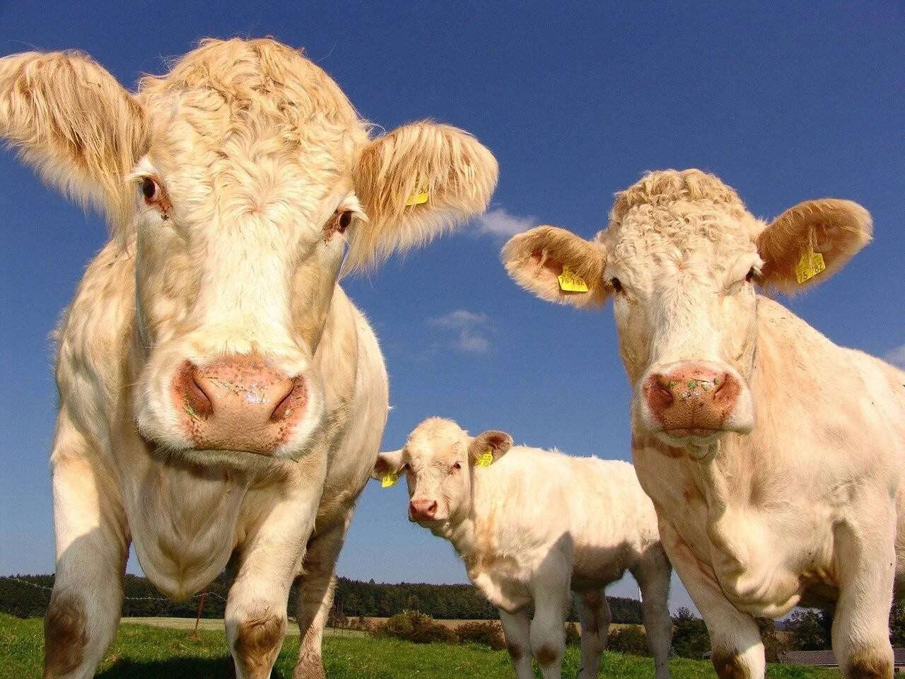 Dos vacas de pelaje claro con chapas amarillas en las orejas miran a cámara junto a un ternero en un prado verde bajo cielo azul.