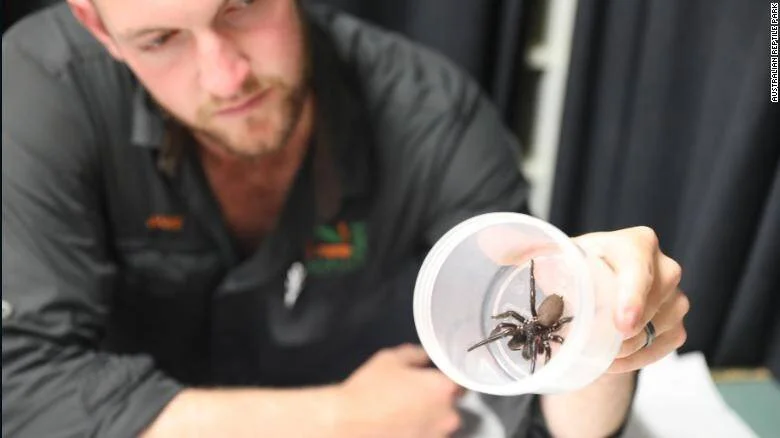 Un trabajador del Australian Reptile Park sostiene un recipiente plástico con una araña embudo de Sydney en su interior.