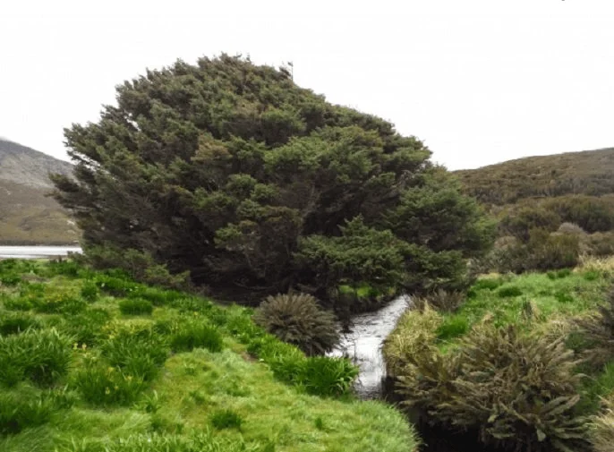 Gran árbol de follaje denso inclinado por el viento junto a un arroyo, rodeado de vegetación verde en paisaje de páramo montañoso.