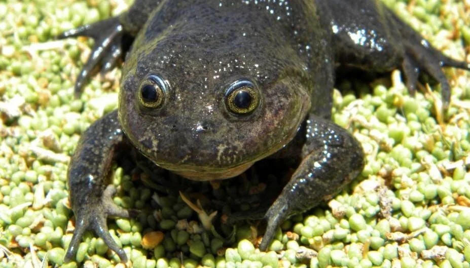 Rana de color oscuro con ojos dorados vista de frente, posada sobre una alfombra de lenteja de agua.