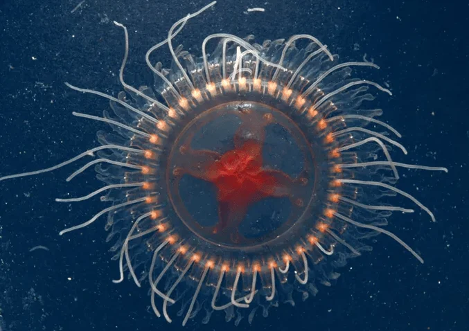 Medusa de aguas profundas con campana translúcida, centro rojizo en forma de estrella y tentáculos blancos rodeando su borde.