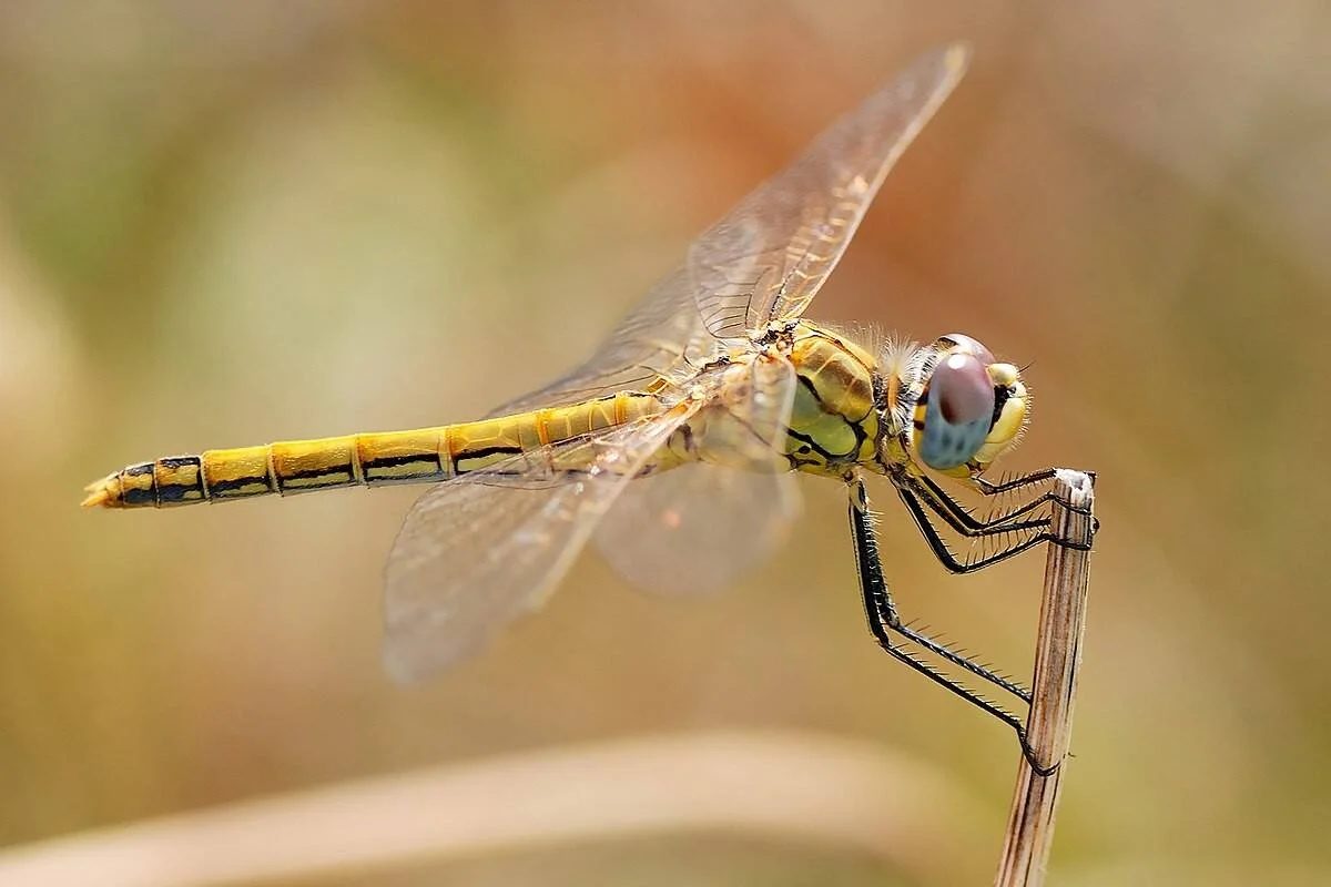 Libélula con abdomen amarillo y negro, grandes ojos compuestos y alas transparentes, posada sobre la punta de un tallo seco.