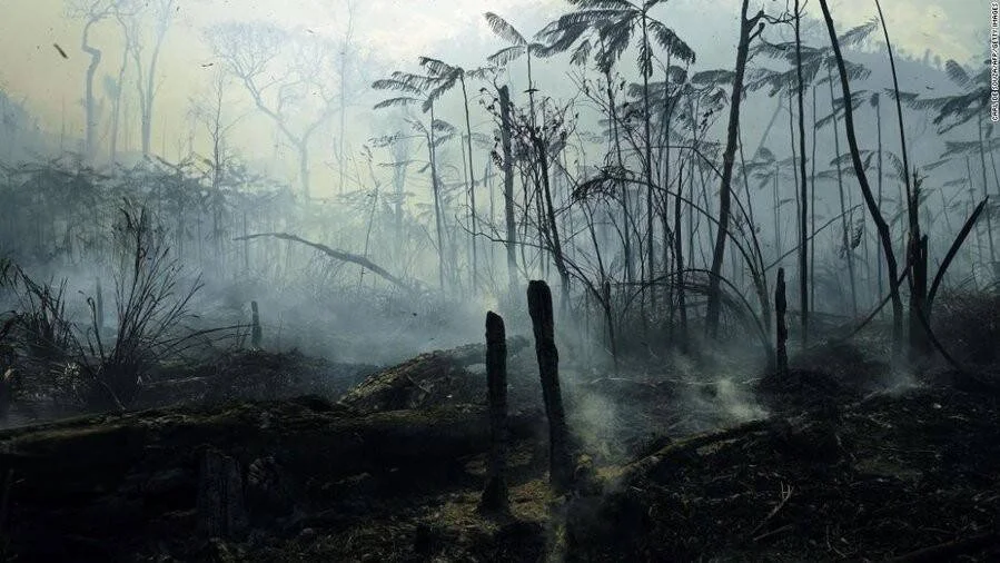 Zona boscosa devastada por incendio, con árboles carbonizados, suelo quemado y densa humareda entre la vegetación.