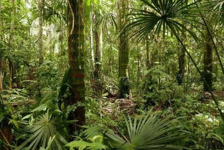 Sotobosque de selva tropical con árboles altos, palmeras abanico y vegetación exuberante en distintos estratos.