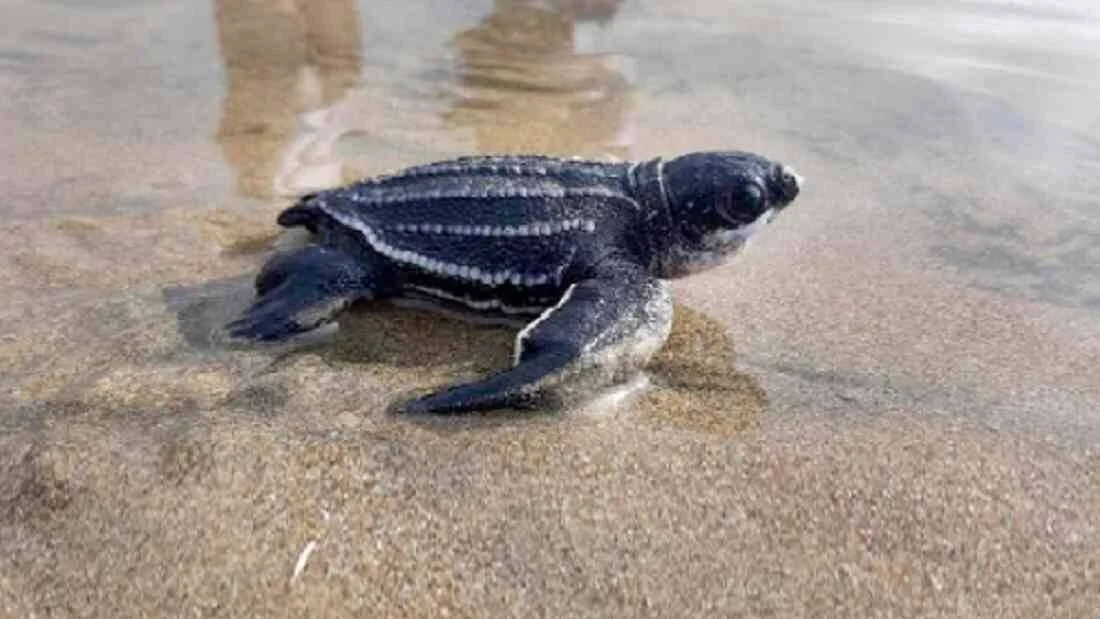 Pequeña tortuga marina recién nacida avanza sobre la arena húmeda hacia el mar.