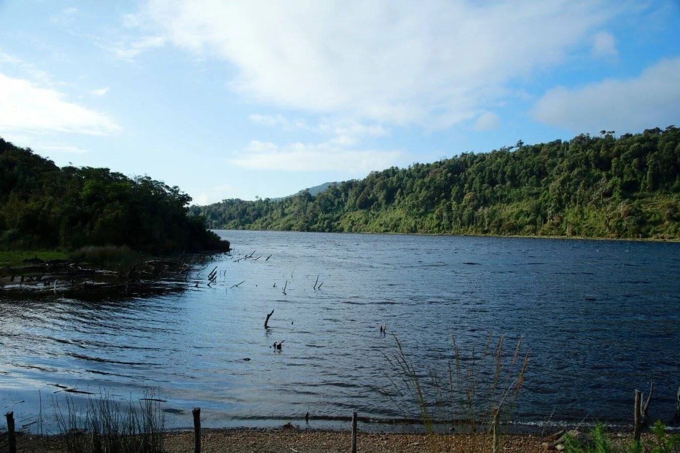 Lago tranquilo rodeado de colinas cubiertas de bosque nativo, con ramas emergiendo del agua y cielo parcialmente nublado.