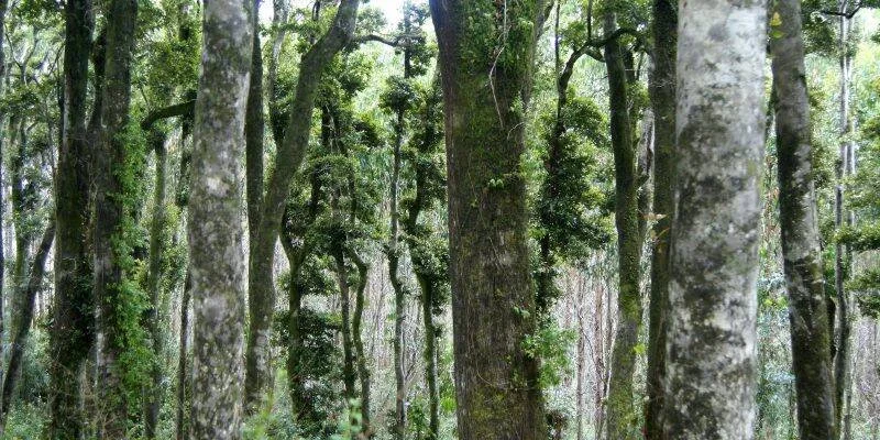 Interior de un bosque nativo con troncos altos cubiertos de musgo y vegetación epífita verde densa.
