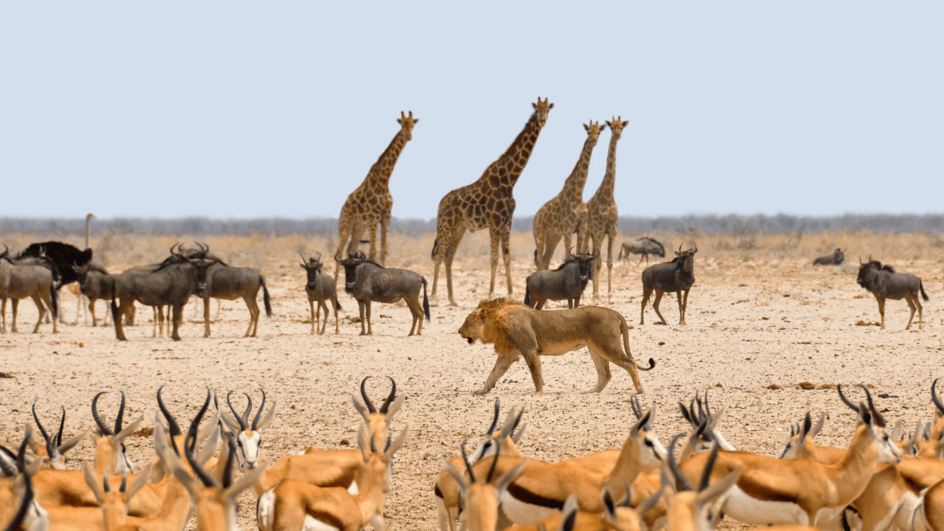 Un león macho camina entre manadas de gacelas, ñus y jirafas en una árida llanura africana.