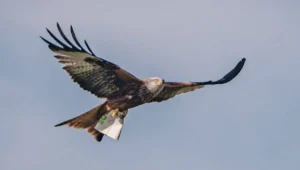 Un milano real vuela con las alas extendidas llevando una bolsa de plástico atrapada en sus garras.