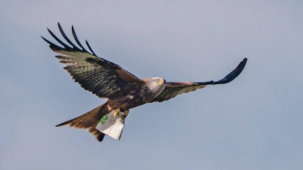 Un milano real vuela con las alas extendidas llevando una bolsa de plástico atrapada en sus garras.