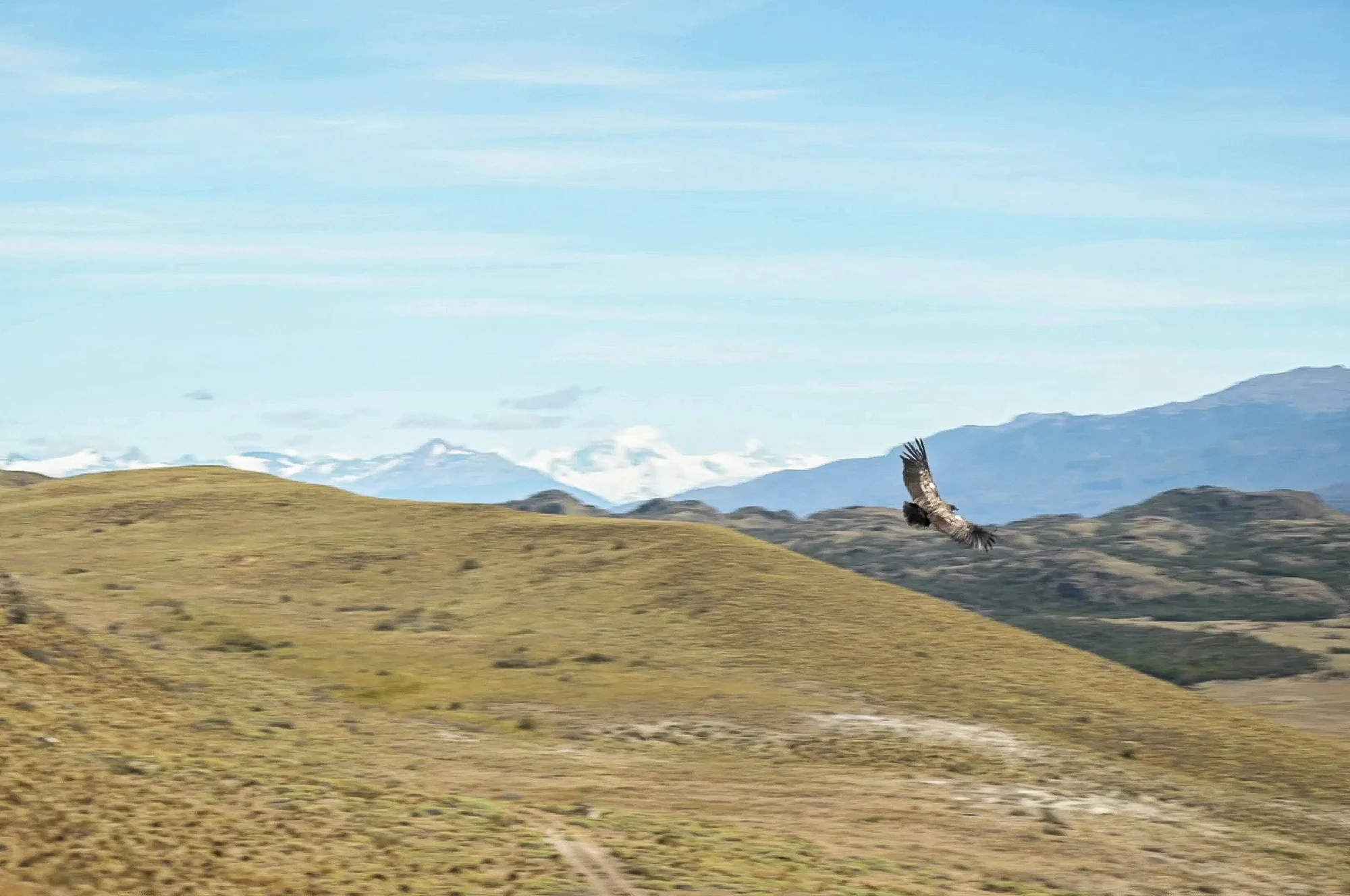 Un cóndor planea con las alas extendidas sobre colinas de estepa andina, con montañas nevadas al fondo.