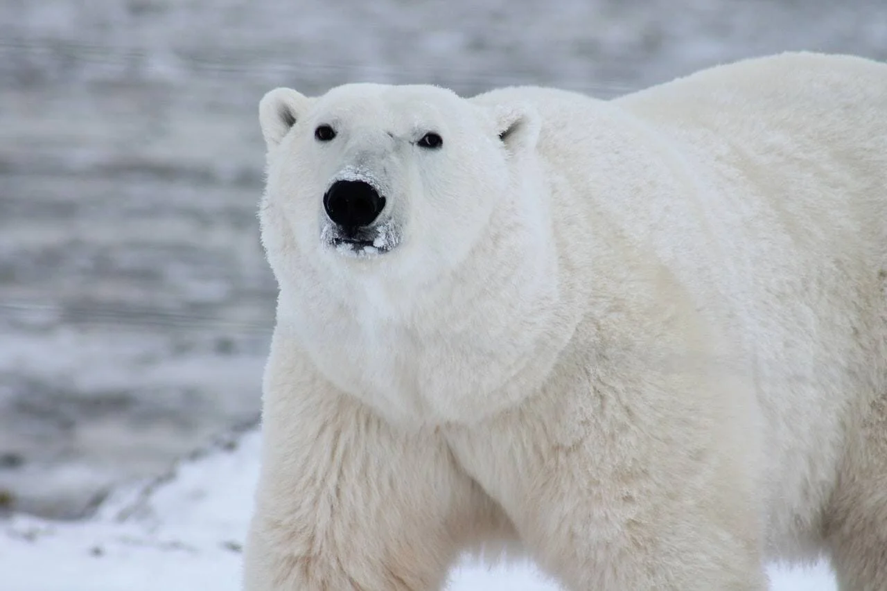 Oso polar adulto de pelaje blanco mirando a cámara, parado sobre nieve con agua al fondo.