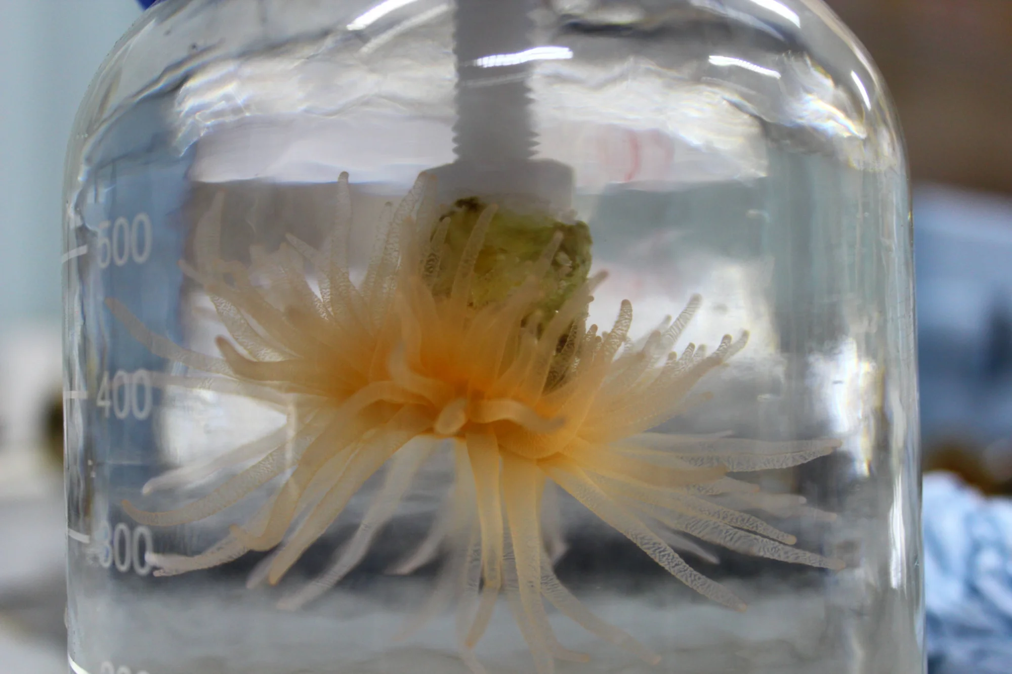 Anémona de mar con tentáculos anaranjados extendidos, conservada dentro de un frasco graduado de laboratorio con agua.