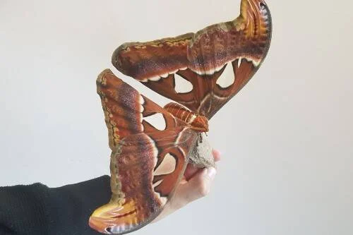Una enorme polilla atlas con alas marrones y rojas de gran envergadura posada sobre una mano humana.