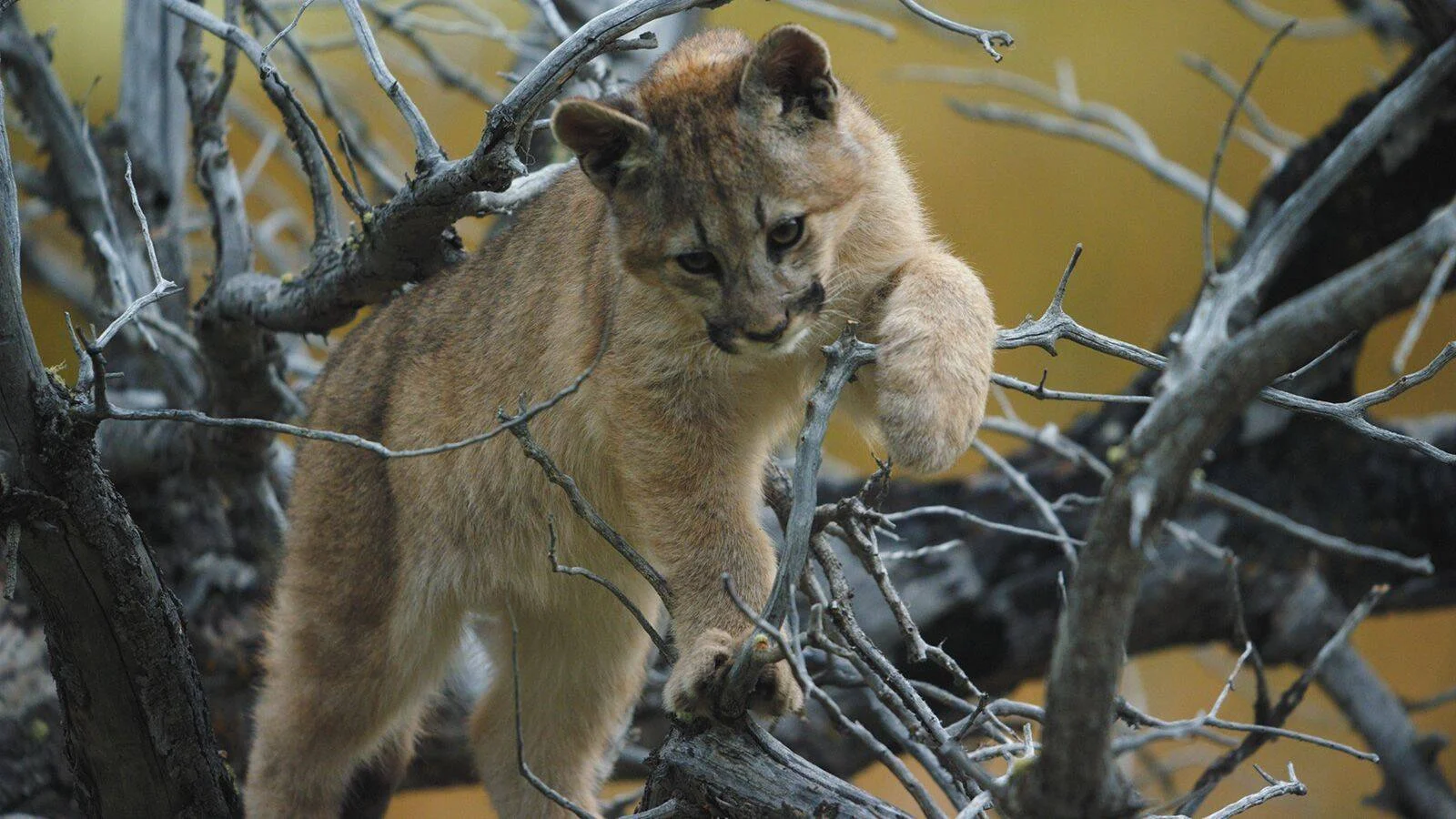 Cachorro de puma entre ramas secas, apoyando sus patas mientras explora el entorno.