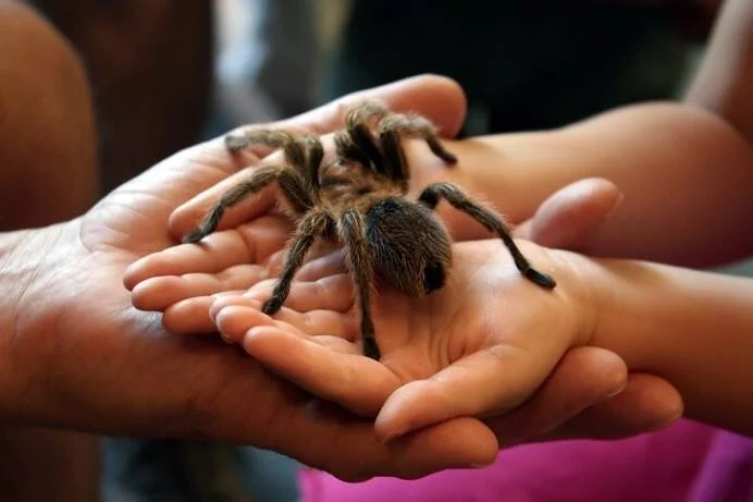 Una tarántula peluda de gran tamaño descansa sobre las manos abiertas de dos personas.