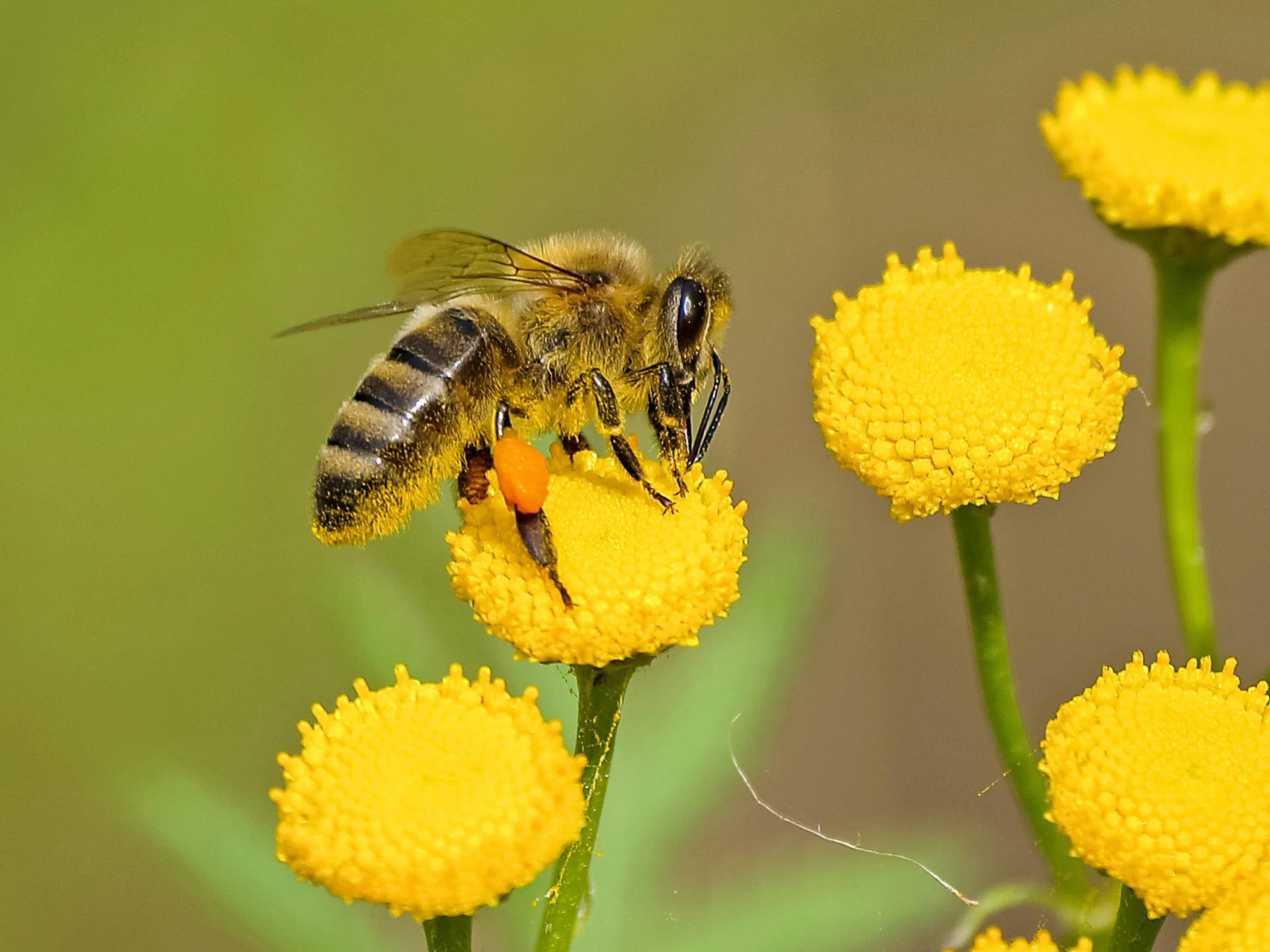 Abeja melífera posada sobre una flor amarilla esférica, con sacos de polen naranja visibles en sus patas traseras.