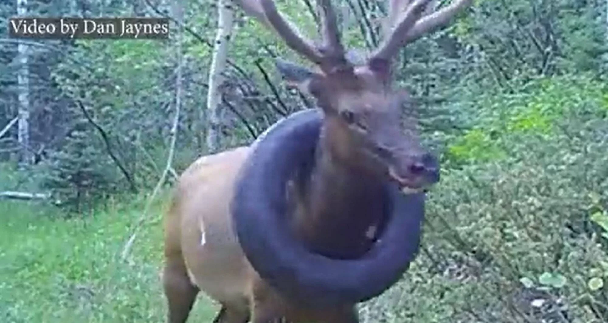 Un alce macho con cornamenta tiene un neumático de automóvil atascado alrededor del cuello en un entorno boscoso.
