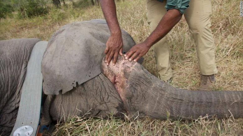 Un especialista examina con sus manos una herida en la cabeza de un elefante tumbado en el suelo durante una intervención veterinaria.