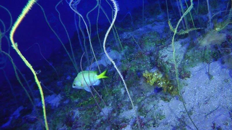 Un pez pequeño nada entre gorgonias filiformes y corales en el fondo marino iluminado con luz azul.