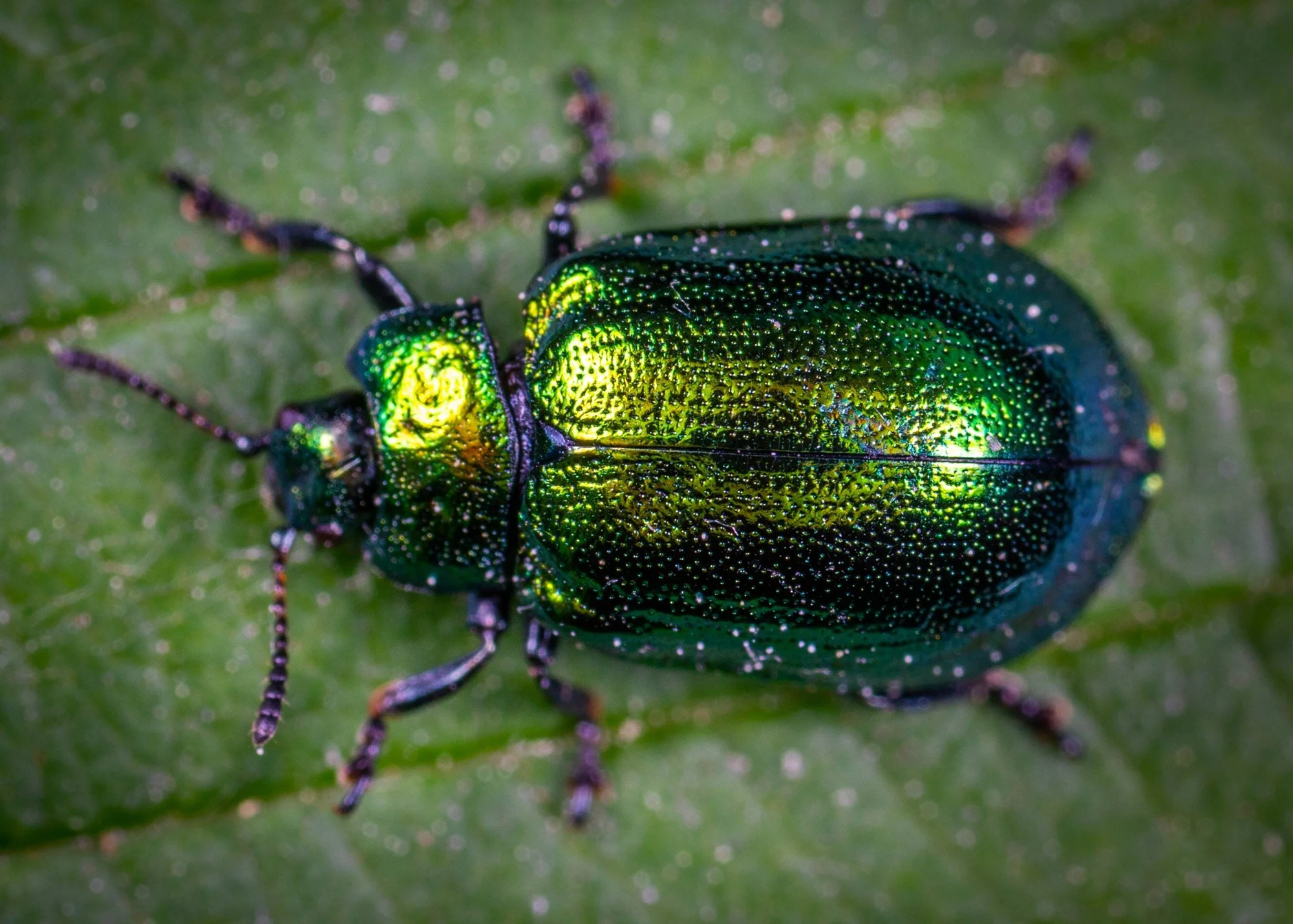 Escarabajo con exoesqueleto verde iridiscente visto desde arriba, posado sobre una hoja verde.