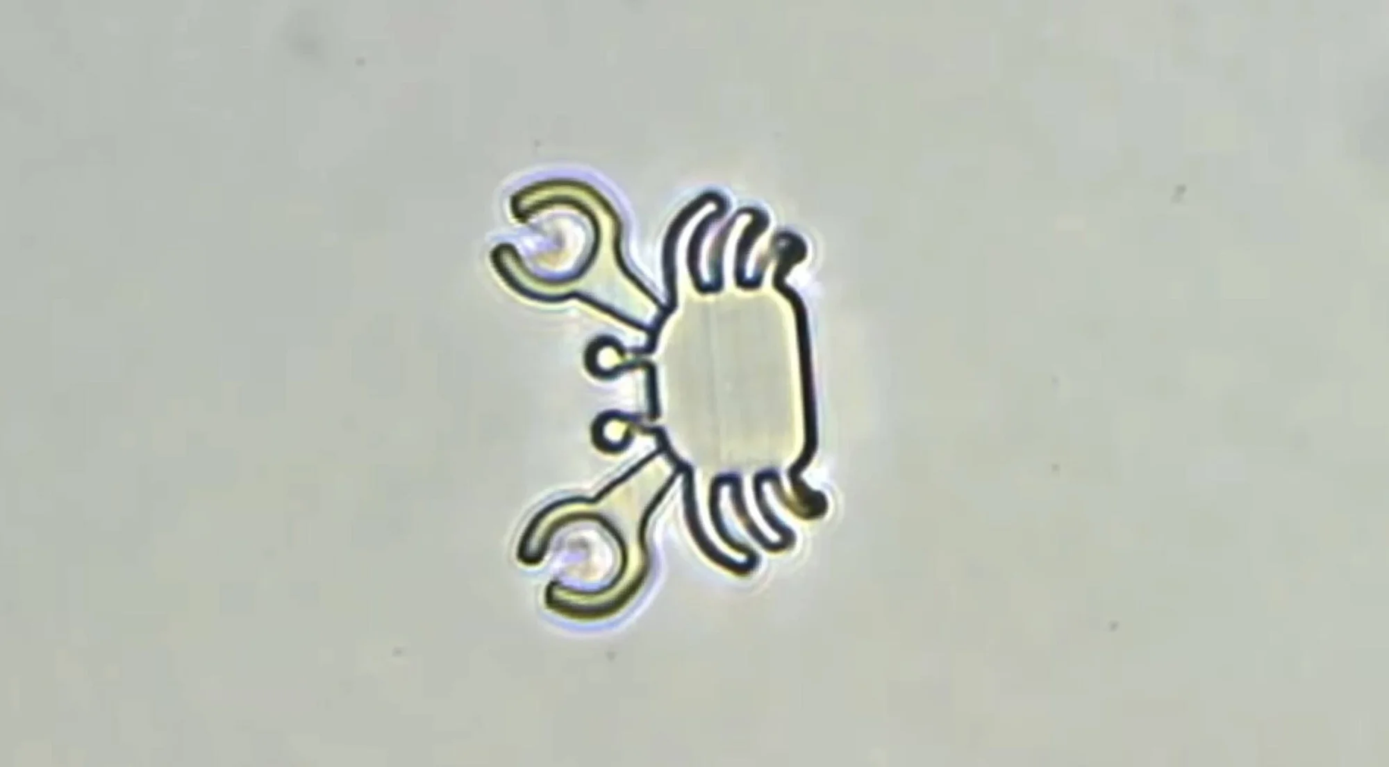 Microrobot con forma de cangrejo de tamaño microscópico, fotografiado bajo lente de aumento sobre fondo claro.