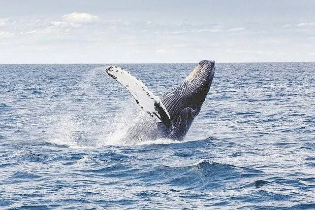 Ballena jorobada saltando fuera del agua en medio del océano abierto bajo un cielo parcialmente nublado.