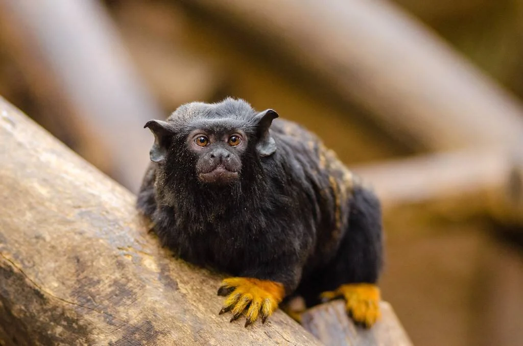 Pequeño primate de pelaje negro y manos doradas posado sobre una rama, mirando de frente a la cámara.