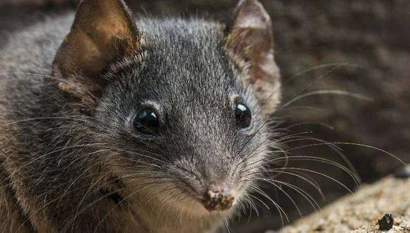 Marsupial de pelaje gris oscuro con grandes ojos negros y largas vibrisas, fotografiado de cerca sobre una roca.