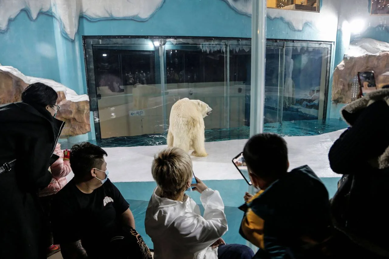 Grupo de visitantes fotografía con celulares a un oso polar dentro de su recinto acuático en un zoológico o acuario.