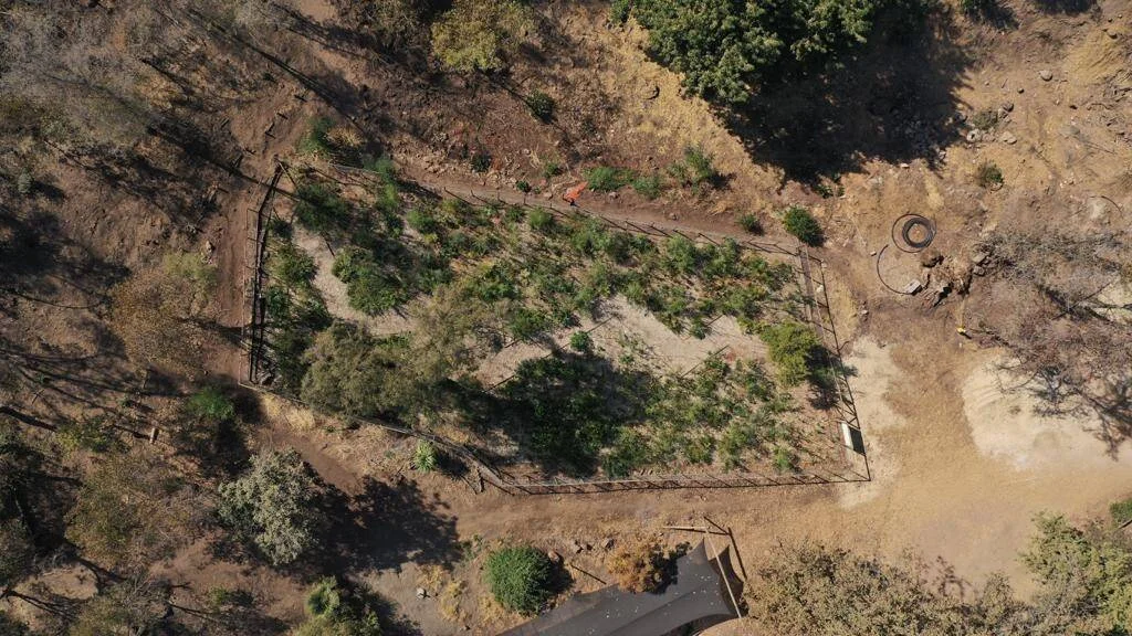 Vista aérea de un terreno cercado con plantas de cannabis cultivadas ilegalmente en zona rural seca.