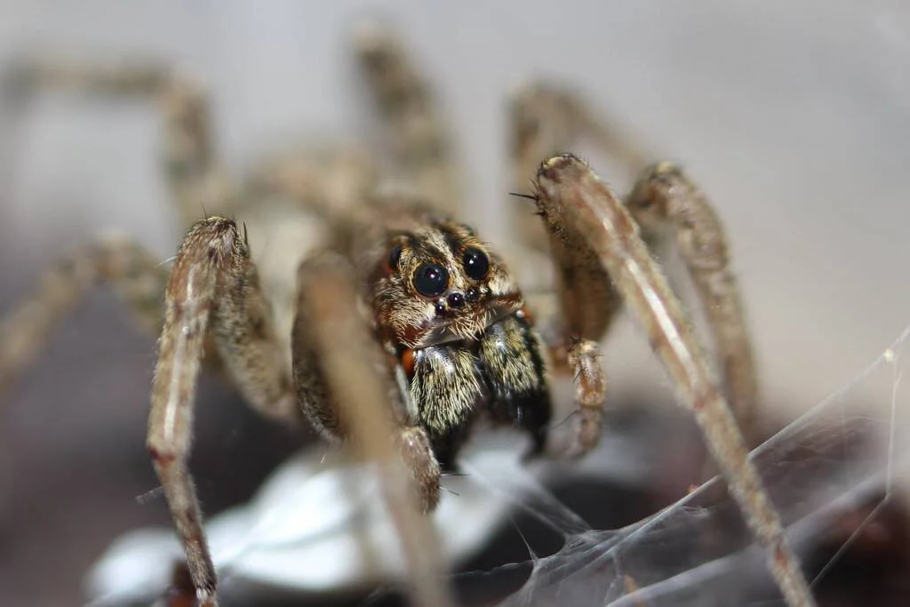 Araña saltadora fotografiada en macro mostrando sus grandes ojos frontales y patas peludas sobre una tela.