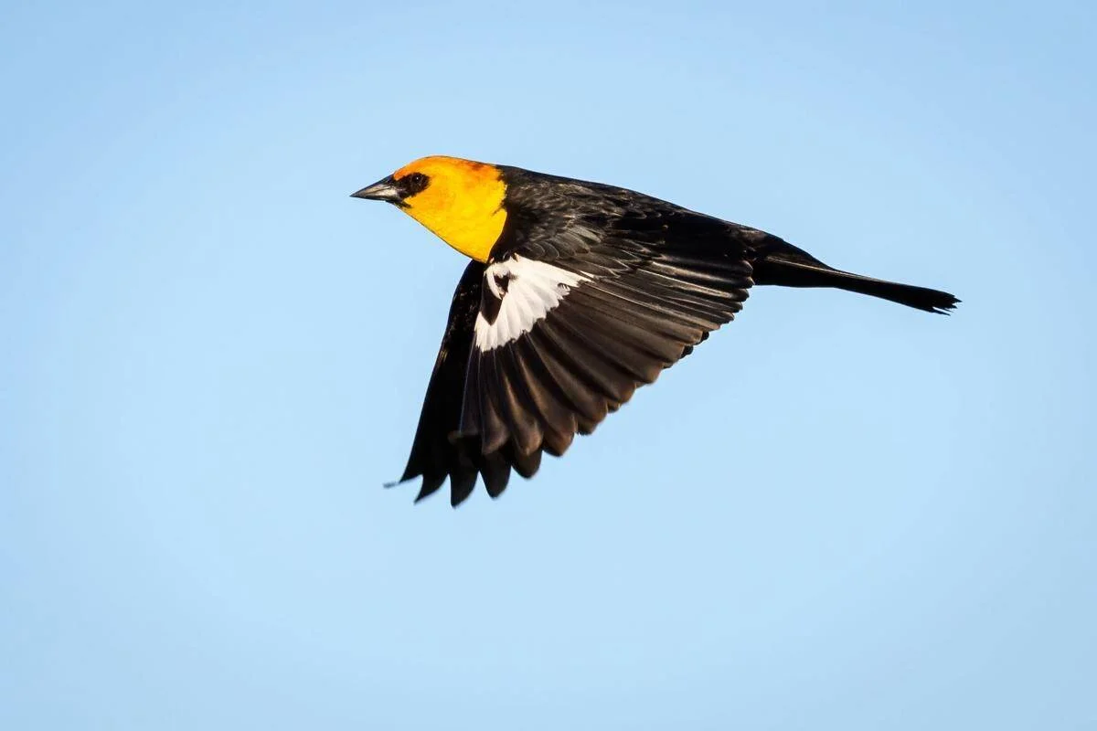 Tordo de cabeza y pecho amarillo brillante con alas negras y blancas extendidas volando contra un cielo azul despejado.