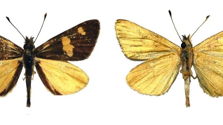 Dos ejemplares de mariposa disecados mostrando el anverso marrón con manchas amarillas y el reverso dorado de sus alas.