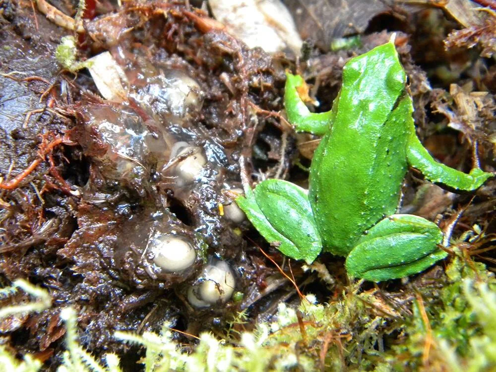 Rana verde pequeña junto a una puesta de huevos blancos sobre sustrato húmedo y musgoso en el suelo del bosque.