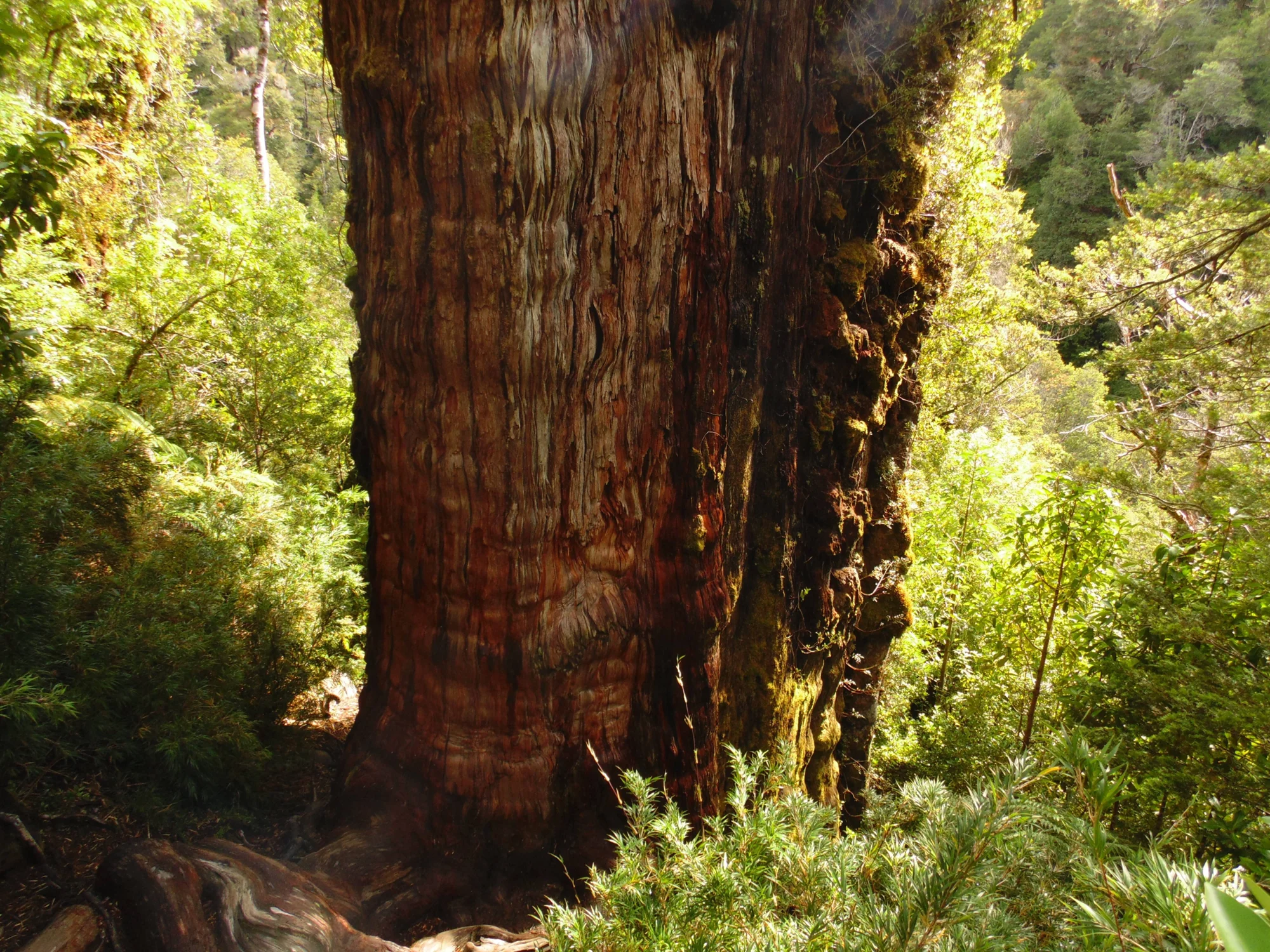 Base monumental de un árbol milenario de corteza rojiza y rugosa rodeado de vegetación exuberante en un bosque templado.