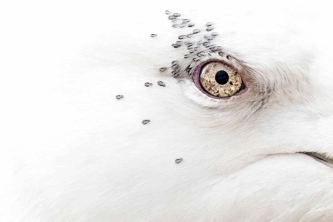 Primer plano extremo del ojo dorado de un búho nival, rodeado de plumas blancas con pequeñas marcas oscuras.