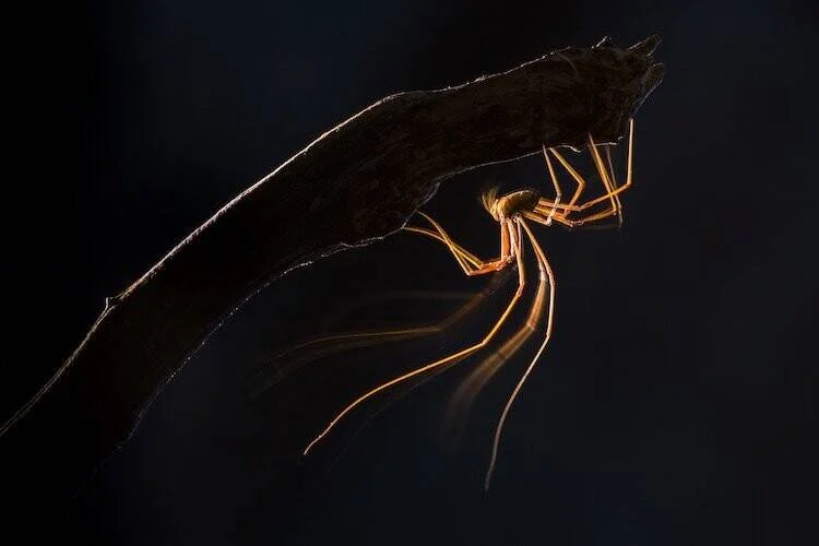 Araña de patas largas aferrada a una rama, iluminada con luz cálida sobre fondo negro.
