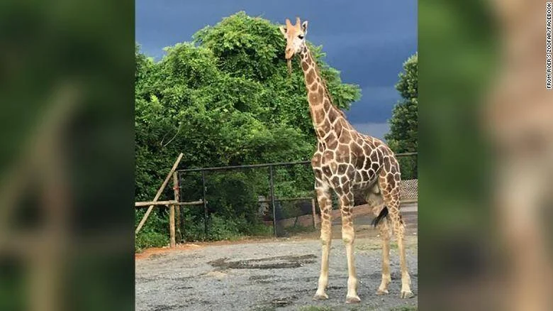 Jirafa adulta parada sobre suelo de grava en un recinto de zoológico, con árboles y cielo nublado de fondo.
