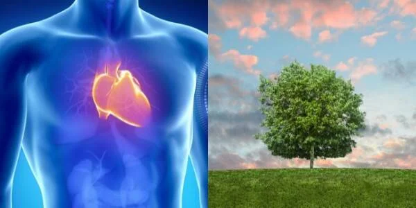 Ilustración 3D del corazón humano dentro de un torso translúcido azul, junto a un árbol frondoso en un campo verde.