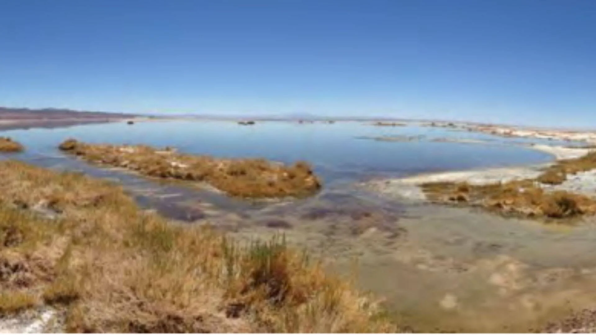 Laguna poco profunda rodeada de vegetación seca y costras salinas bajo un cielo azul despejado en un paisaje andino árido.