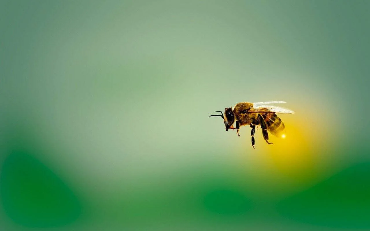 Abeja melífera volando en primer plano con fondo verde y amarillo desenfocado.