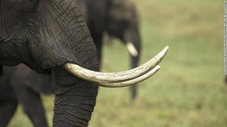 Primer plano de los colmillos de marfil de un elefante africano en campo abierto.