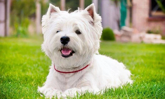 Perro West Highland White Terrier con collar rojo descansando sobre césped verde y mirando a cámara.