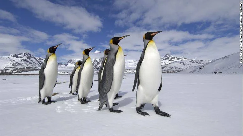 Cinco pingüinos rey caminan sobre la nieve con montañas nevadas y cielo azul de fondo.
